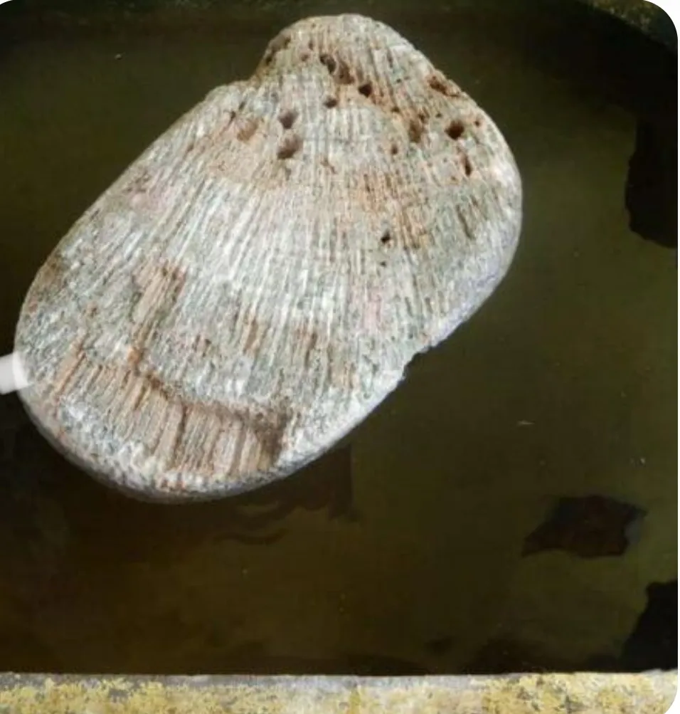 Must visit The floating stone of Rameshwaram is associated with the Ramayana legend and the construc...