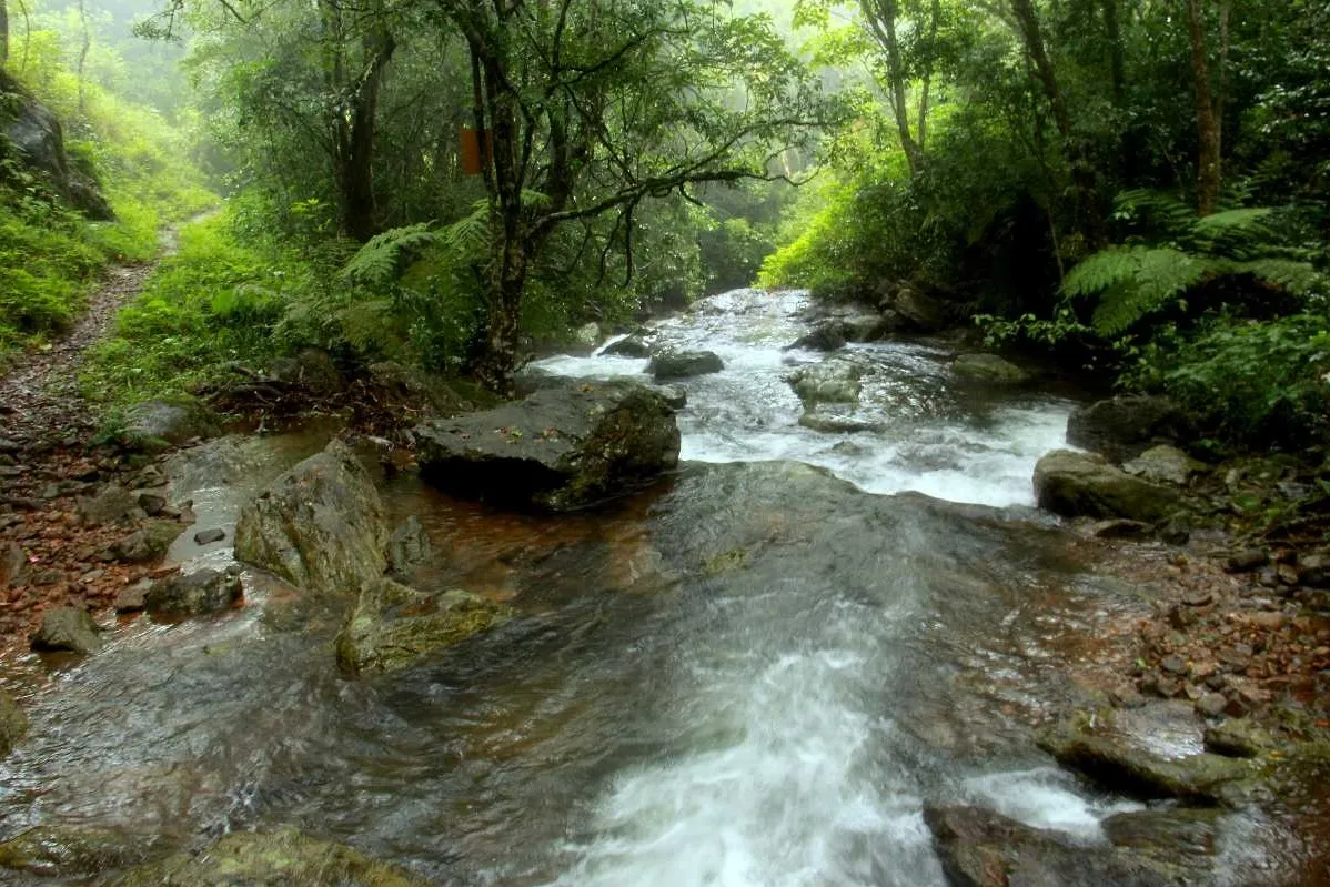 Places To Visit In Coorg
Brahmagiri Wildlife Sanctuary
Brahmagiri Wildlife Sanctuary, Coorg Overvi...