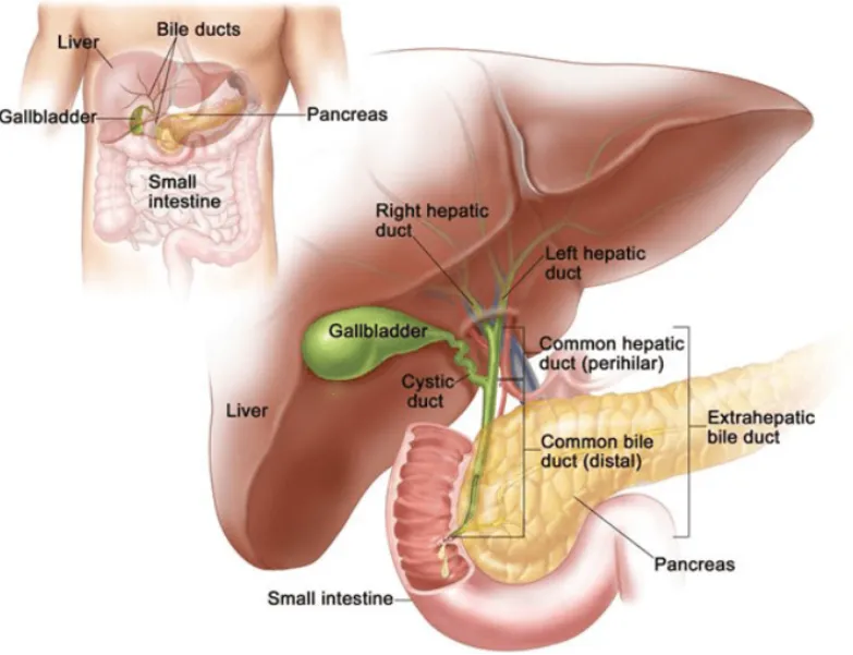 Understanding Hepato Pancreato Biliary Surgery Before Deciding on Treatment