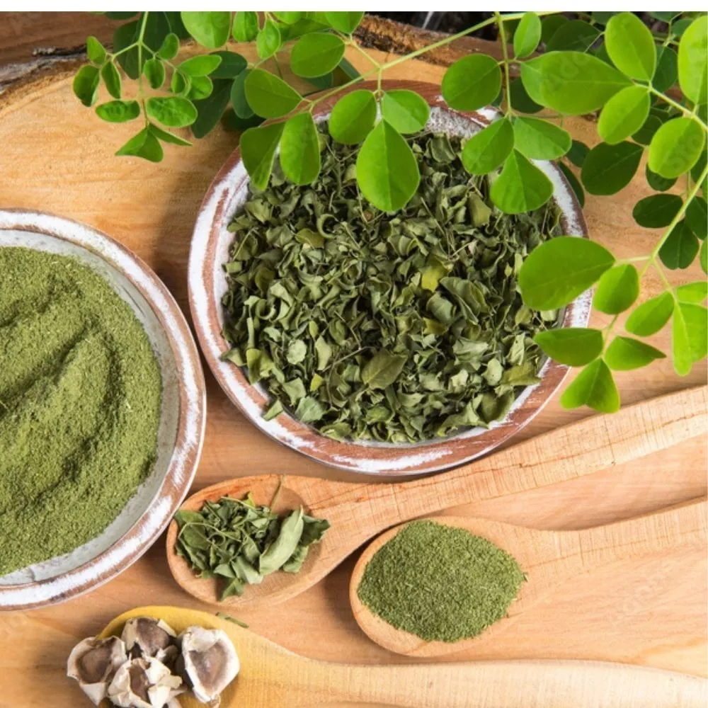 Buy Bulk Moringa Powder | Trusted Exporter from India - Global Exporter