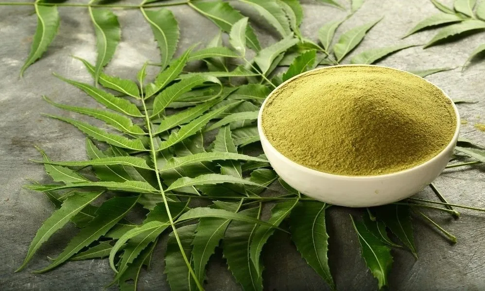 Neem Leaves Powder Exporter India | Bulk Wholesale Supplier β SS Overseas | Global B2B Supplier