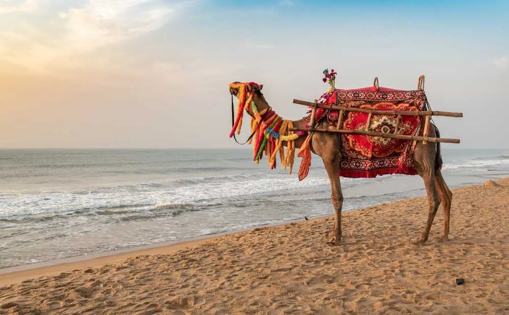 Tourist Places in Odisha
Puri
Puri Tourism
Puri in Odisha is one of the four must-visit pilgrima...