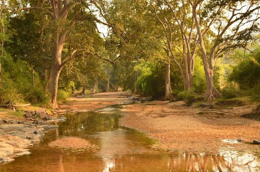 Tourist Places in Odisha
Satkosia Tiger Reserve
Satkosia Tiger Reserve, Odisha Overview
The pictu...