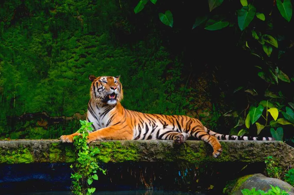 Tourist Places in Odisha
Satkosia Tiger
Satkosia Tiger Reserve, Odisha Overview
The picturesque t...