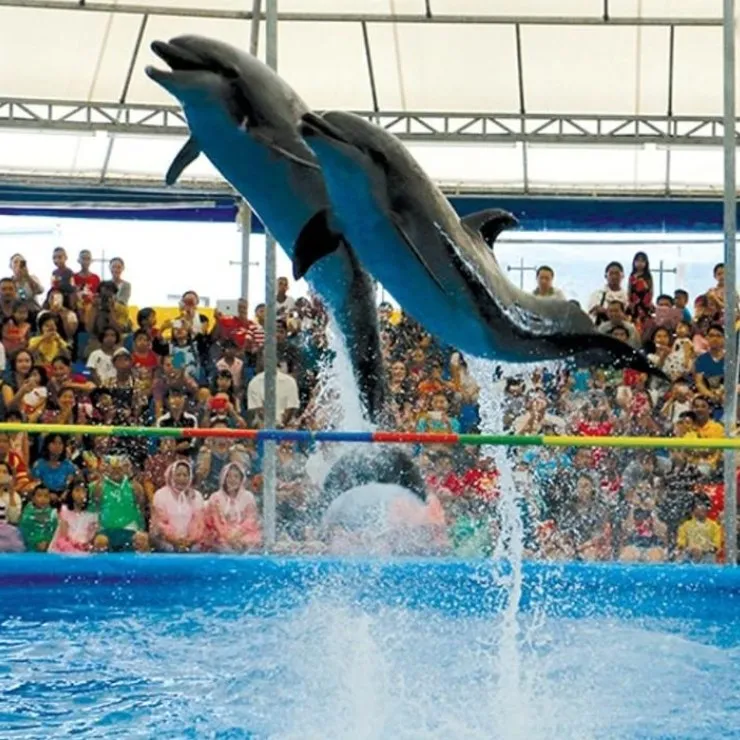 Dubai Dolphin Show