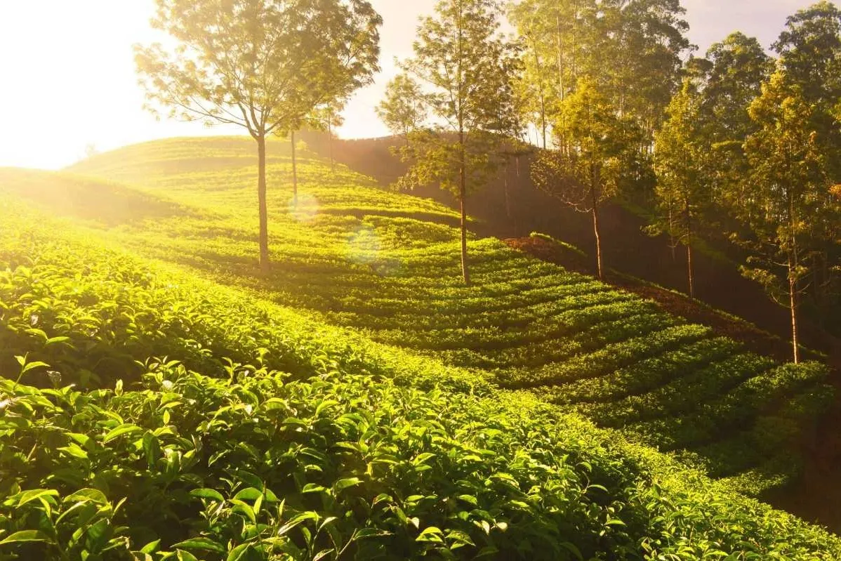 Tourist Places in Karnataka
Chikmagalur
Chikmagalur Tourism
Chikmagalur, known as the "Coffee La...