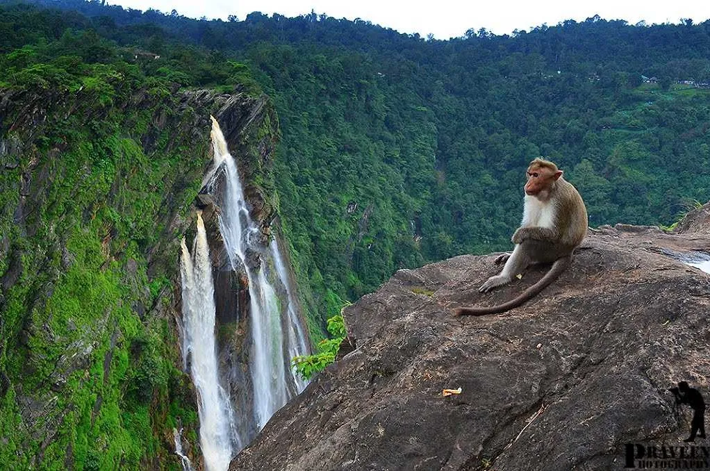 Tourist Places in Karnataka
Shimoga (Shivamogga)
Shimoga (Shivamogga) Tourism
With nature in its...