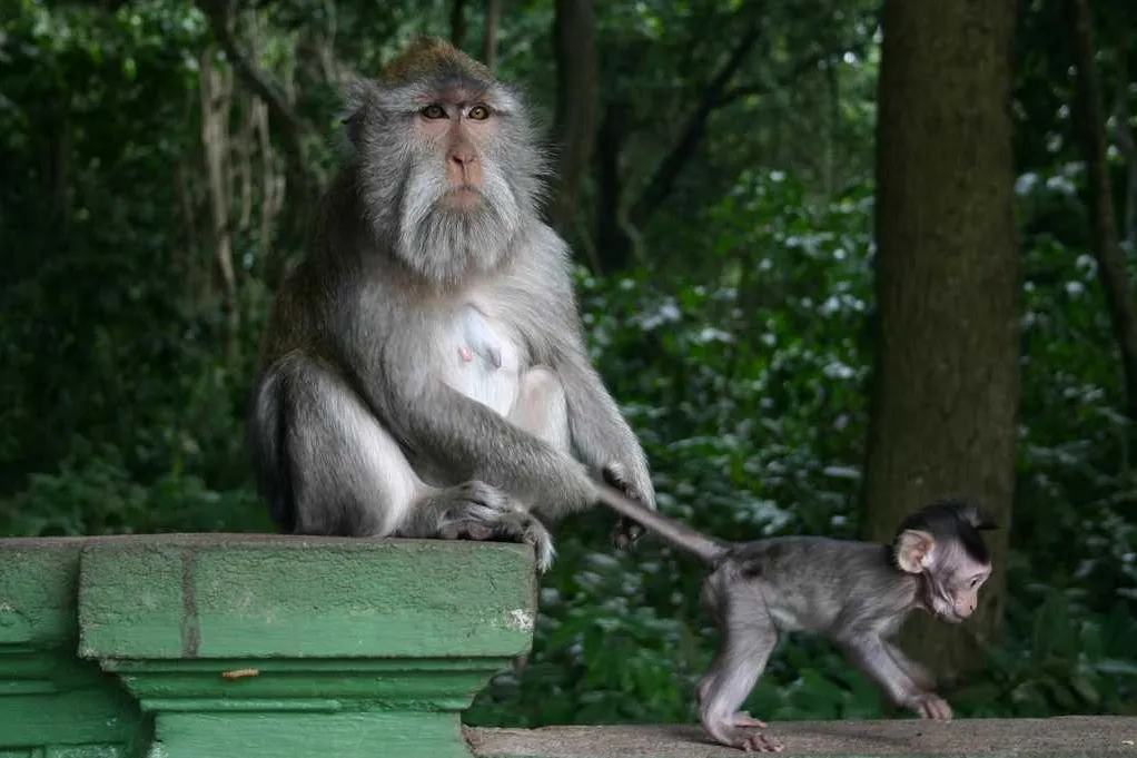 Things To Do In Bali
Ubud Monkey Forest
Sacred Monkey Forest Sanctuary, Bali Overview
A natural h...