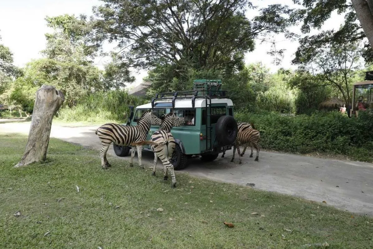 Things To Do In Bali
Bali Safari & Marine Park
Bali Safari & Marine Park, Bali Overview
The Safar...