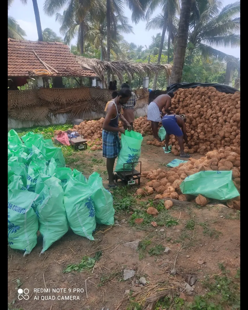 Coconut Exporters in Pollachi