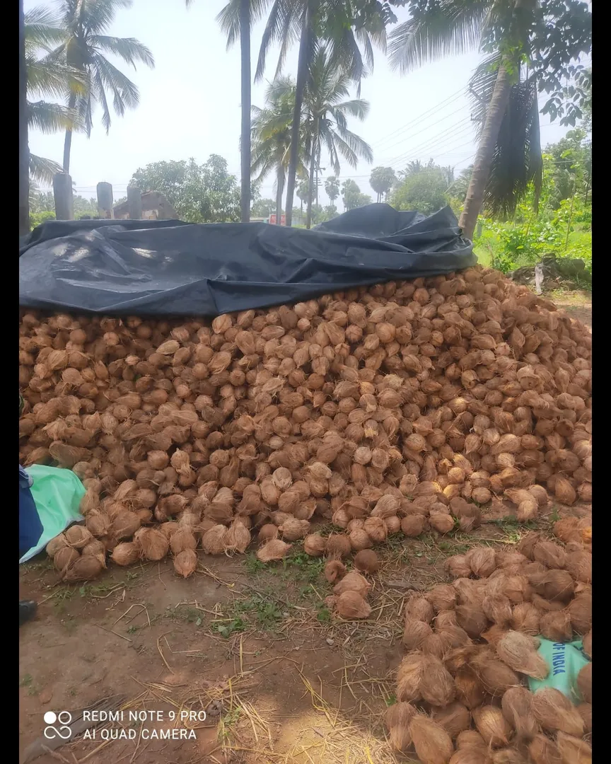 Coconut Exporters in Pollachi