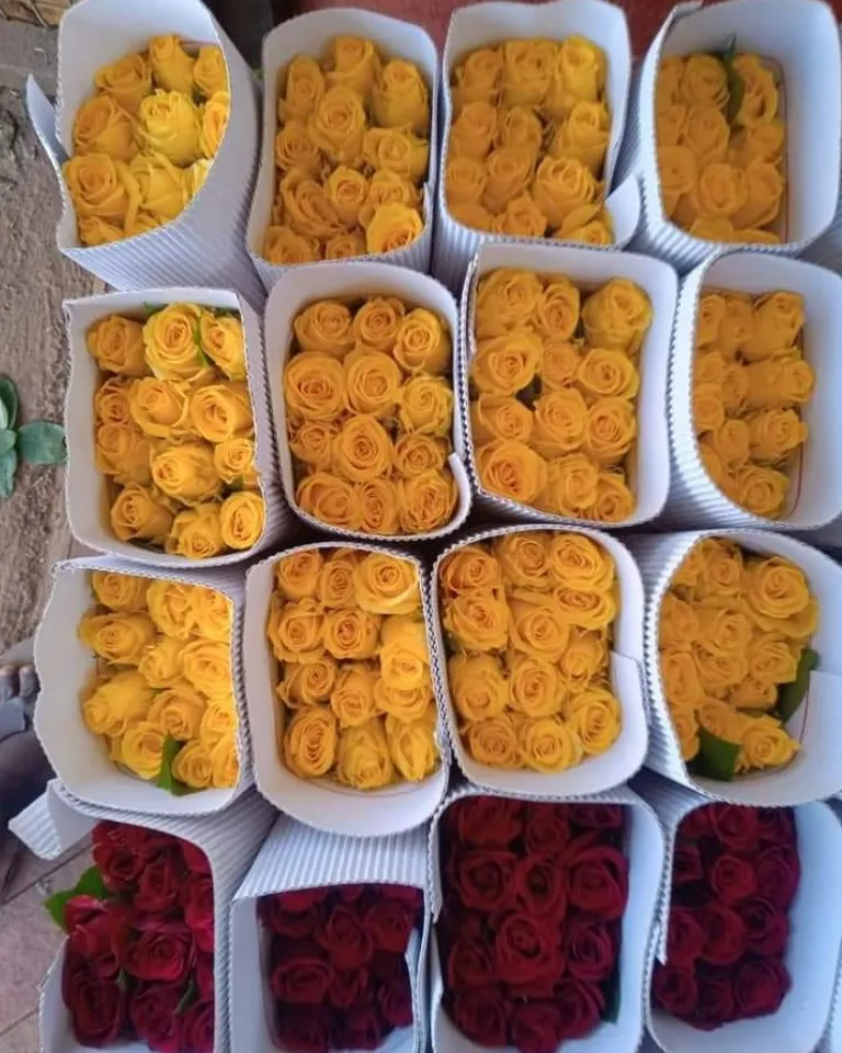 Rose Flowers for Gifting Decoration and Special Occasions