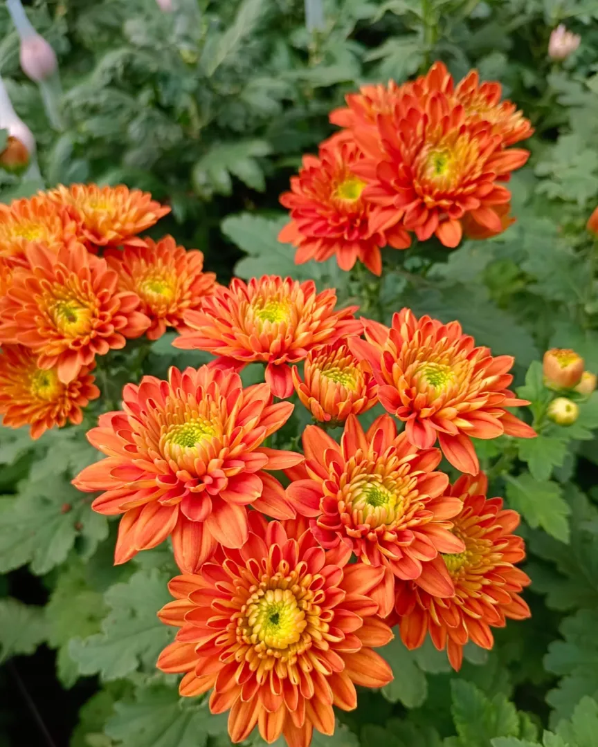 Natural Flowers or Artificial Flowers Which Suit Your Requirement