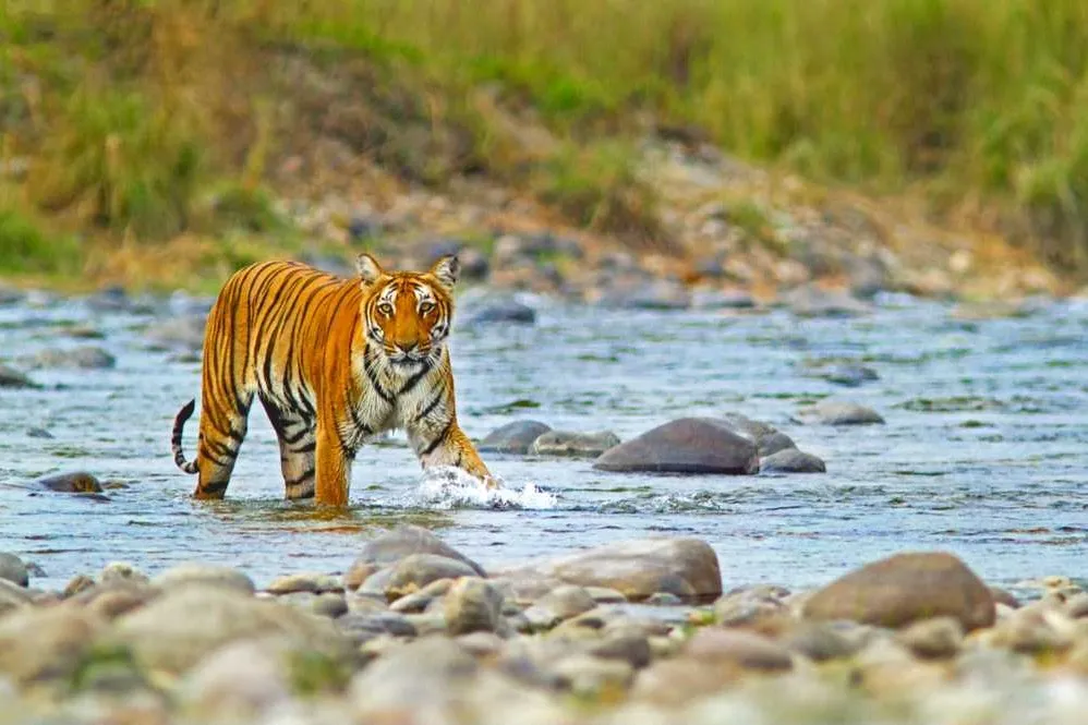 Places To Visit In Nainital
Jim Corbett National Park Travel Guide
Jim Corbett National Park Touri...