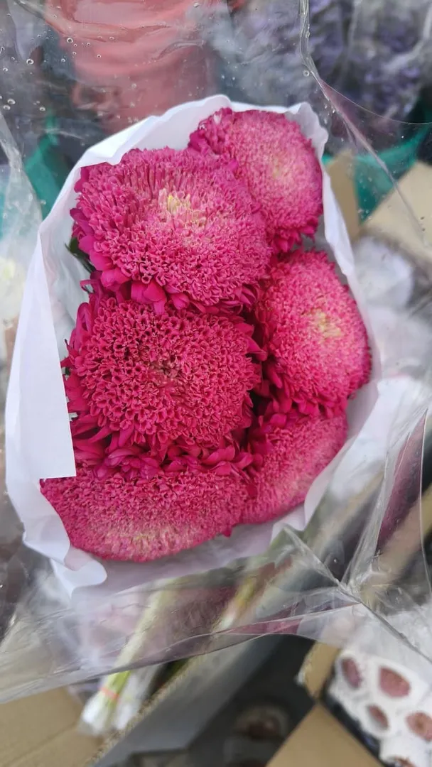 How to Select Carnation Flowers for Attractive Arrangements