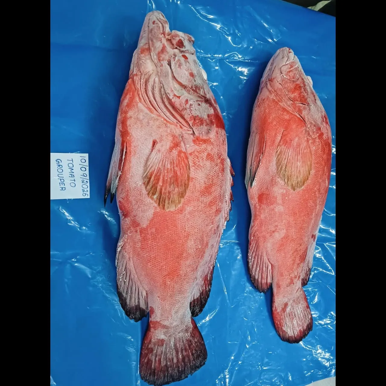 TOMATO GROUPER / RED GROUPER FISH CHILLED & FROZEN