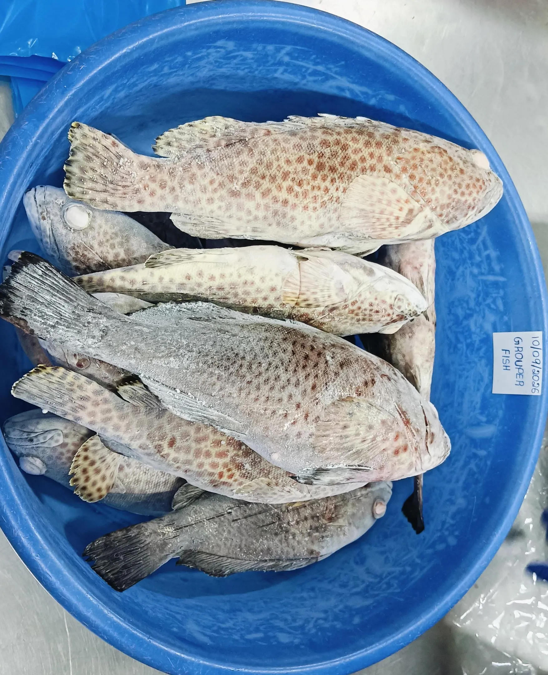 Grouper fish fresh and frozen at K V Marine exports