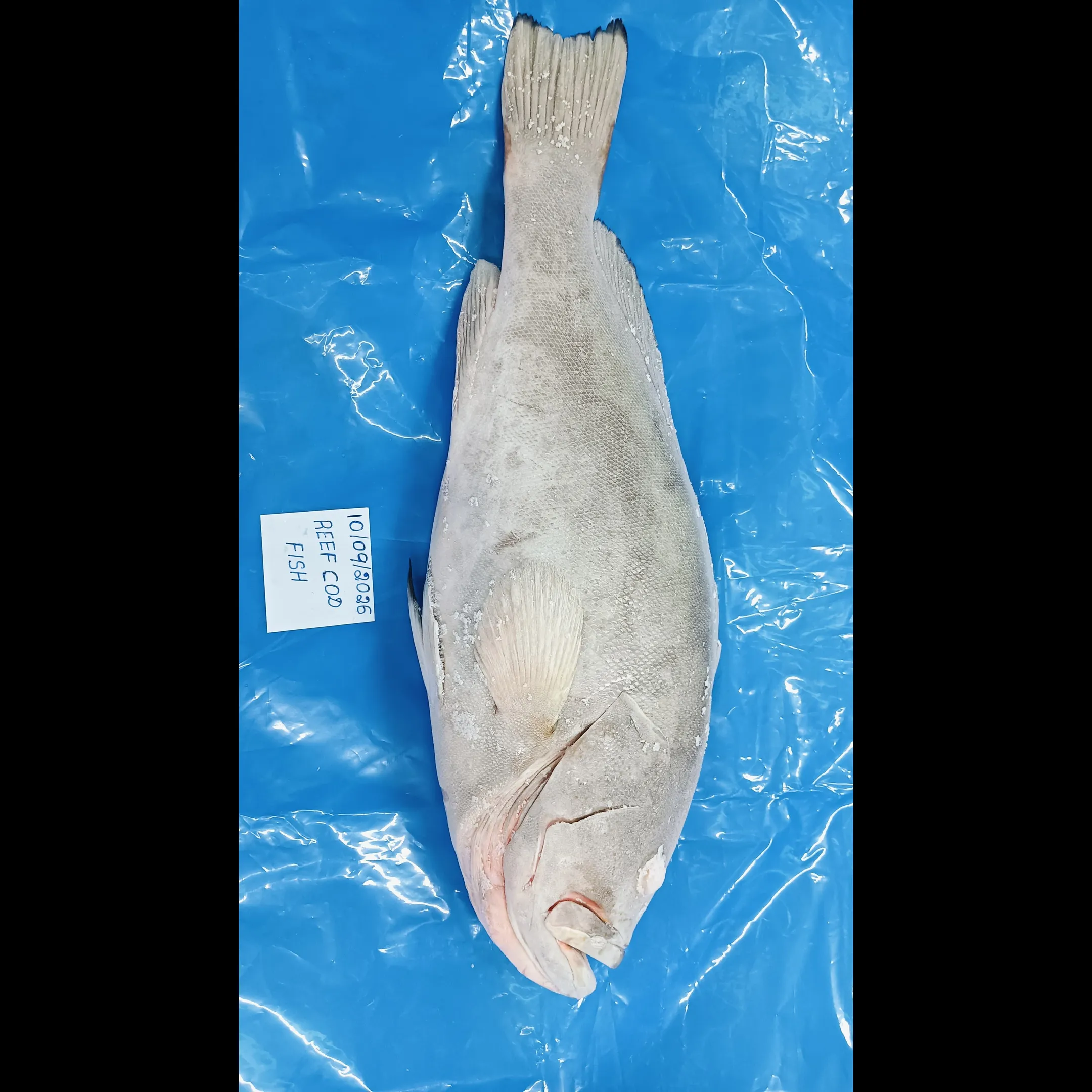 REEFCOD FISH EXPORT QUALITY - K V MARINE EXPORTS