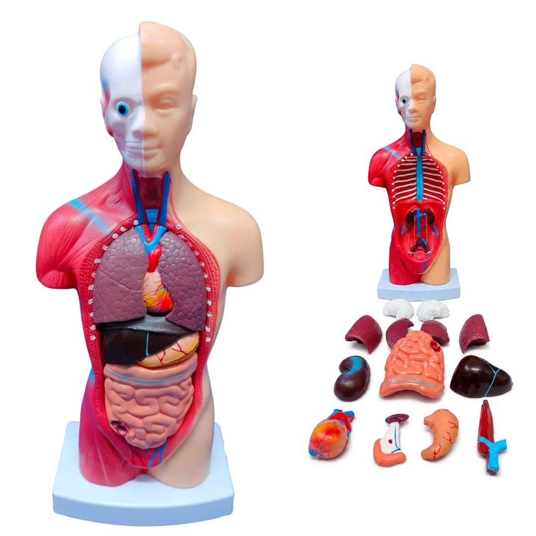 Human Body Anatomy Model In New Delhi