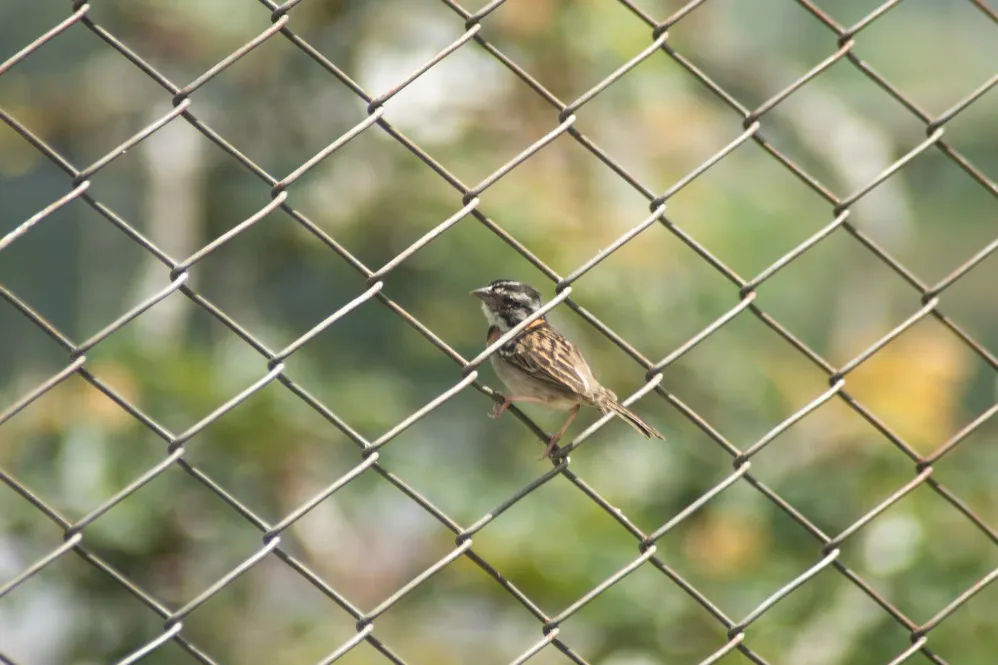 Bird Spikes for Ledges Where Pigeons Regularly Perch