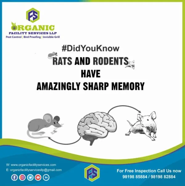 Good Pest Control Service for Rats and Mice in Mumbai Homes
