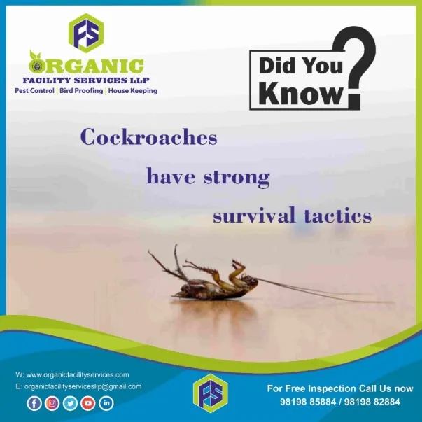 Reasonable Cockroach Pest Control Service in Ram Mandir for Families