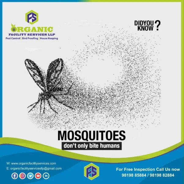 Mosquito Pest Control Service in Goregaon for Seasonal Home Protection