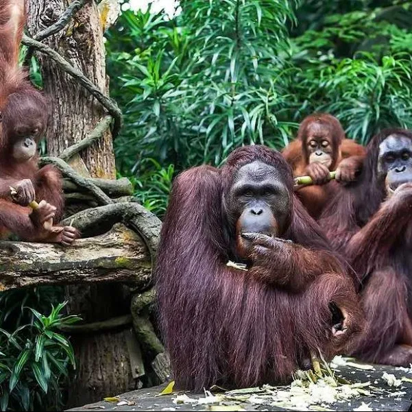Things To Do In Singapore
Singapore Zoo
The Singapore Zoo, Singapore Overview
Singapore Zoo is bu...