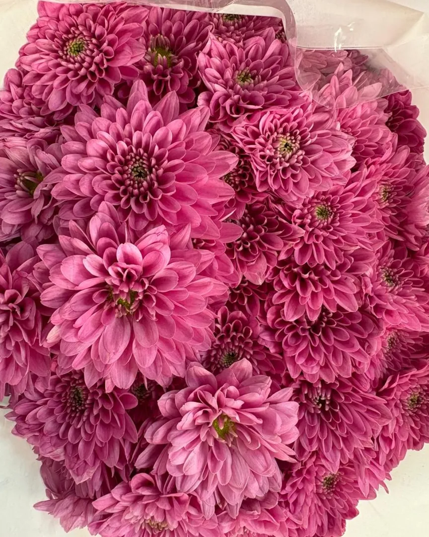 How to Choose a Fresh Flower Supplier in Bangalore