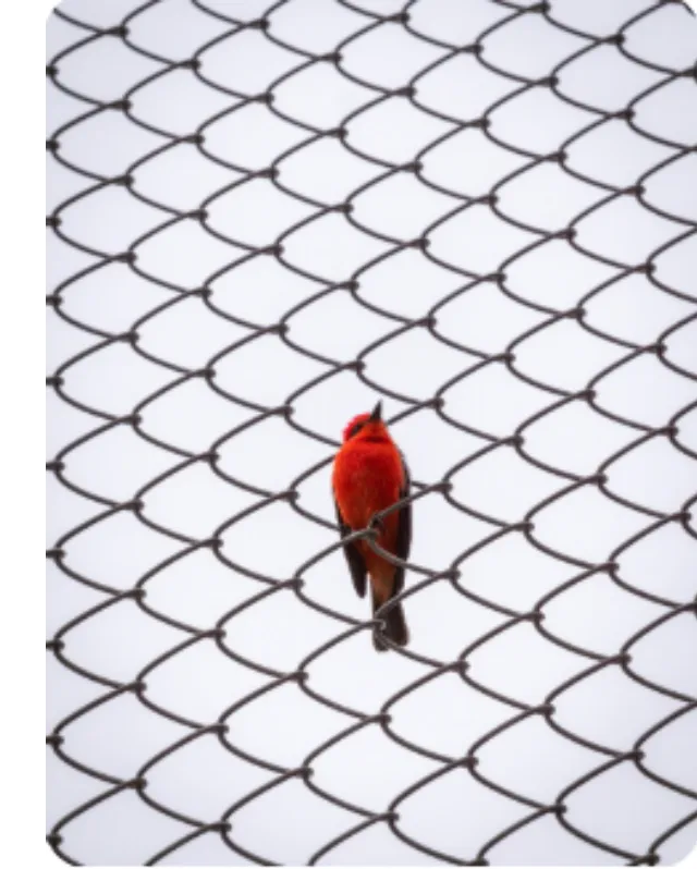 Modern Safety & Netting Solutions in Jaipur – SkyNet