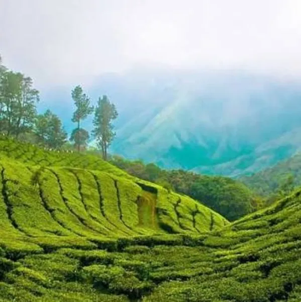 Tourist Places in Kerala
Munnar
Munnar Tourism
Munnar, perched at 1600 metres in the Western Ghat...