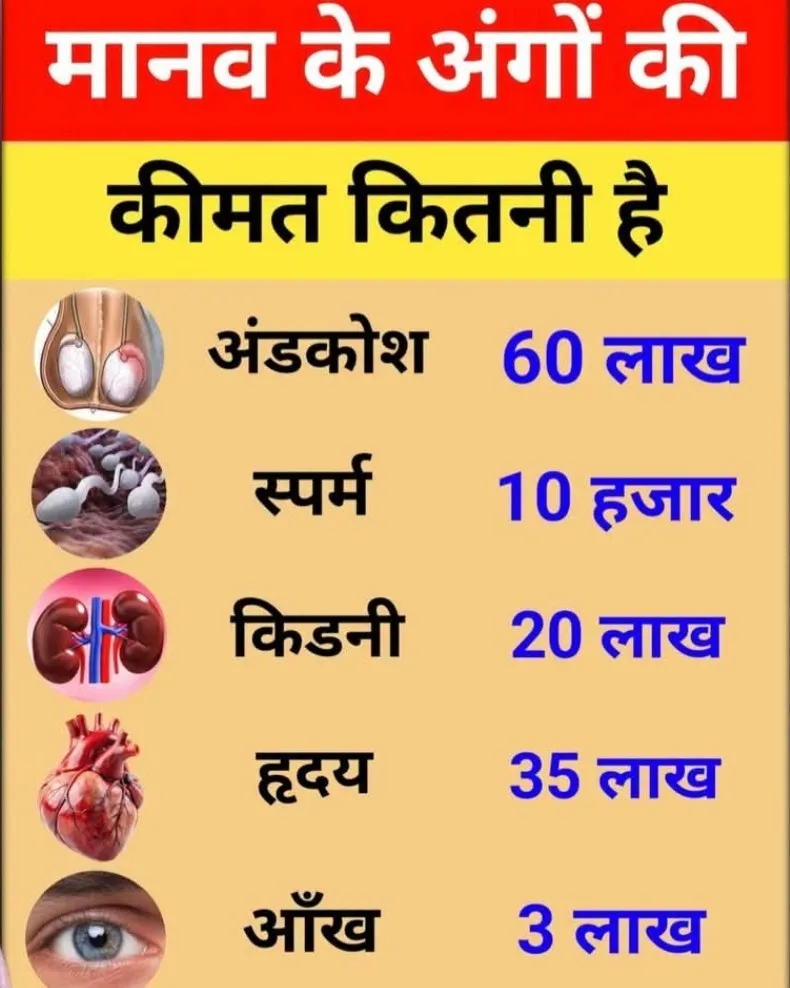 Human Body Parts – Solution Free Gidence in Kalwa West