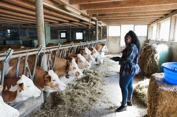 modern polyhouse rose farming 