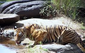 SUNDARBAN TOUR FOR 3 DAYS & 2 NIGHT ( 27th , 28th & 29th DECEMBER 2015 )
(5 TIFFINS+5 LUNCHES+GUIDE+PERMISSION+STAY IN BOAT DORMETORY SYSTEM +5 SPOTS)
Unlimited fun , Unlimited food & unlimited Drinks in Natures Heart
SUNDARBANS offers the opportunity to view wildlife:-
SAJNEKHALI WATCH TOWER:- This watchtower is the most popular among all watchtowers because of its proximity to most of the resorts in the Sundarban area.This watch tower has a capacity to host 20 persons at a time. There is also a Mangrove Interpretation Centre, a Bono Bibi Temple as well as a Crocodile Park in the Sajnekhali.
SUDHANYAKHALI WATCHTOWER:- Most of the tigers are sighted from this tower. Some other wildlife like axis deers, wild boars and crocodiles may also be seen from this watch tower. This watch tower has a capacity to host 25 persons at a time. There is a sweet water pond where animals come to drink water.
DO BANKI WATCHTOWER:- This watchtower presents one with a unique experience of watching wildlife from its Canopy Walk. This canopy walk is about half a kilometre long and at a height of about 20 ft from the ground. There is also a sweet water pond and Chital deers as well as Brahmini Kites are very often sighted here apart from the tigers.
NETIDHOPANI WATCH TOWER:-This is another watchtower with the legend of Behula and Lakhindari. Today this watchtower offers one a view of the ruins of a 400 year old Shiva Temple. It is also believed that there is a road on the extreme right of the forest which was built by King Pratapaditya to guard the coastal area. This watch tower has a capacity to host 20 persons.
BURIRDABRI WATCH TOWER :-This watch Tower in the Burirdabri camp is famous for its watchtower, a mud walk and mangrove cage trail leading to a view point known as Raimongal View Point. This watchtower has a capacity to host 10 persons.
BHAGABATPUR:- Bhagabatpur is famous for having a hatchery of the largest estuarine crocodiles in the world.
KALASHDWEEP:- Kalash is the nesting place of the Olive Ridley Turtles. It can be reached after crossing the river Vidya and Matla.
Day 1: via Kolkata – CANNING- GODAKHALI Sajnekhali . Overnight stay at boat.
Day 2:The second day involves a full day cruise through the rivers and narrow creeks of the Sundarbans National Park and a lovely birding experience. Food Dobanki canopy Walkwould be prepared and served on the launch itself. Start after bed tea and visit the various watch towers of Sudhanyakhali, Neti Dhopani & Do Banki. The canopy walk at Do Banki gives you an opportunity to view wildlife from a netted enclosure.
The sweet water pond at Neti Dhopani attracts a lot of wild animals and offers you the chance to view them from close quarters. Neti Dhopani also has the ruins of a 400 year old temple.
Thereafter, enjoy the thrill of cruising deep in the “Indian Amazon” as India Beacons calls it and also around the islands of the Sunderban Tiger Project Area. Let yourself be guided by our Naturalist and Guide to view the Mangrove forest from close quarters, deep inside the creeks and return in the evening. Overnight stay at boat.
Day 3: Sundarban sunrise :- In the morning, we cruise along the waterways and take you for a tour of Chargheri Char, the Southern most village of Sunderban packageSouth 24 Parganas. This is a special attraction of the India Beacons tour where you have a chance to get a feel of the