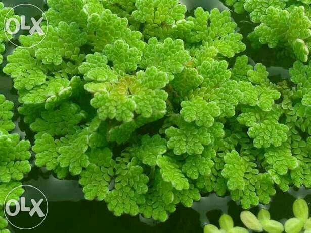 sedia bibit azolla micropilla pengiriman seluruh NKRI / tanaman paku air per 1/2kg
20rb aj atw 1kg 40rb, stok banyak 20kg / minggu.. No limit order silahkan pesan..
kegunaan azolla :
- mempercantik tampilan kolam taman, landscape, aquarium & mengurangi panas sinar matahari
- penghijau / pendingin dan penjernih air kolam ikan, sawah, kolam terpal, kolam semen, taman air
- pakan alternatif alami ikan gurame, nila, mujair, mas, koi, lele, hias, belut, patin dll
- pakan alternatif unggas : ayam, bebek, entog, angsa, broiler, pelung, bangkok, buras/kampung dll
- pakan alternatif / pengganti rumput utk sapi, kambing, kerbau, domba tanpa ngarit / kemarau
- bahan baku pupuk hijau & kompos alami utk tanaman pekarangan, sawah, kebun, lahan gambut jadi sambil berkolam skalian punya stok pupuk sendiri
- sebagai alternatif pengurai air limbah / lahan kritis berair sperti : bekas galian c, air tpa sampah, penetral air kolam pemancingan, air selokan limbah industri rumahan tahu - tempe / makanan tradisional
- penstabil keasaman air / PH dan kadar oksigen terutama kolam buatan : terpal, bak semen, toren cor tebar padat
- kandungan dan kegunaan lain ny bisa cari di google
what apps / sms / telp / bbm : (pasti dibales)
salam hijau dan kembalikan tanah air sebagai mana fungsi nya tanpa bahan kimia..
* utk cod area bandung raya konfirm sbelum nya
* transfer via bank BRI, BCA, MANDIRI & BJB menyusul stelah konfirm no rek via sms/ WA / BBM
* paket dikirim via JNE, tiki & pos indonesia
bisa chek lapak ane yang lain di google ketik : jual azolla bandung