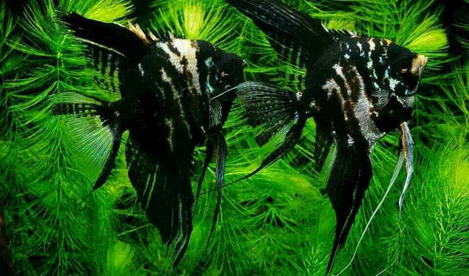 the best aquarium store i Pacific Aquarium & Pets (8048030607) in