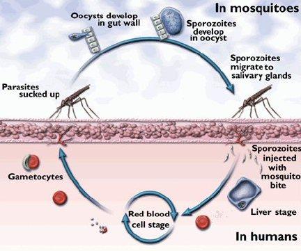life cycle of dengue virus pdf