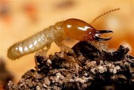 Termites survive or eat cellulose Termites not only eat wooden framing, cabinet, wooden box, in search of food it also eat important paper, books, even currency note basically anything made of paper. You don’t want your money and home furniture to be eaten by Termites. Unique pest Control Expert will make sure that your home wood is Termites free. For more detail contact unique pest control Termite Control Services in Vadodara, Gujarat