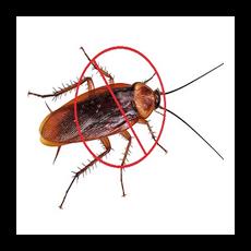 Our firm is counted as one of the frontrunners in providing best pest control services from our side. We are involved in offering qualitative Cockroach Control services which helps in preventing microbiological activities in grains. We provide our best cockroach control services at industry leading prices. Our cockroach control services are very effective as we make best use of latest and advanced technology while delivering our services. We offer our Cockroach Control services at the most economical prices.
Cockroaches can usually be found in damp and moist spaces that have dirt, food and water. Kitchens and bathrooms are the most popular haunts for cockroach infestation. Cockroach problems, especially in kitchens, should be dealt with immediately or they can become a health hazard.
We are leading services cockroach control in Bhavnagar, Gujarat