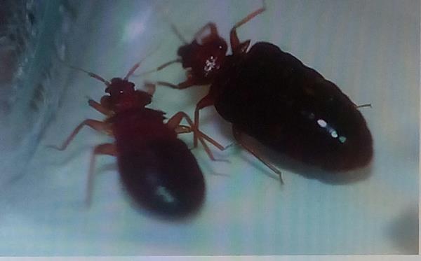 Apartment Building Has Bed Bugs bed bugs treatment we are hire only the best rates bedbugs pest Apartment Building Has Bed Bugs bed bugs treatment we are hire only the best rates bedbugs pest