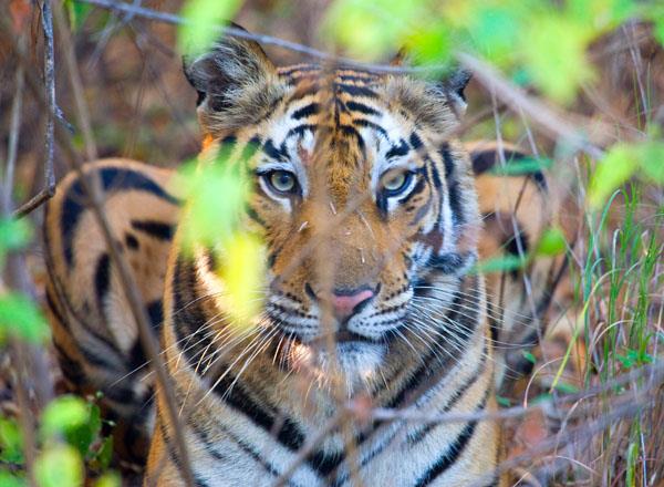 Bandhavgarh National Park in Madhya Pradesh is not just for tiger enthusiasts, with a high-density of a large variety of mammals - Antelopes, Gazelles, Deer, hyena bears and the big cat within its 100 sq km territory. The Bandhavgarh fort stands on top of Bandhavgarh hill, at the center of the park. Deep, primitive caves, holy shrines and an ancient Hindu Temple create a spectacular tract. Come explore the land in the lap of the gorgeous Vindhyas, in the heart of India, that is Madhya Pradesh. Hear the call of Bandhavgarh