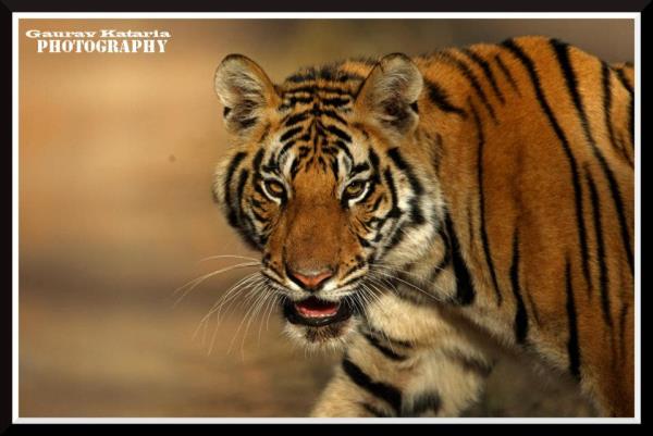 Asian Adventures has designed the finest hassle free, Big Cat Tours across India. Our Tiger Tours are the best sellers with a high success rate. Book an exciting tour taking you straight into the heart of Tiger country, with exciting safaris and adventure activities.
E: info@asianadventures.in