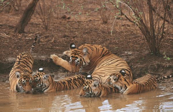 The spring time in Bandhavgarh is a good time for a Wildlife Photography Tour. The big cat is often spotted cooling off near water sources. The Tala zone of Bandhavgarh National Park, has many water sources and is comparatively cooler, attracting wild life. Early morning and evenings is suggested to be a good time to spot a tigress with cubs. Looking for wild life photography tours? contact info@asianadventures.in