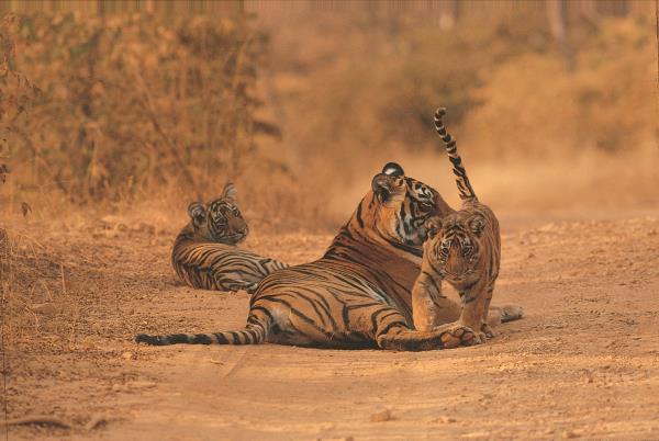 Greetings from Monsoon Forest Bandhavgarh.
There is 'Tiger Cub' boom in Bandhavgarh at the moment. Various female Tigers are roaming with their cubs, totaling to about 20. So much activity has not been noticed in the park for a long time. Email us for details. Info@monsoonforest.com