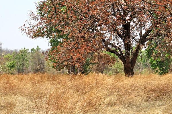 Take a deep breath, inhale the fresh air of Bandhavgarh, a perfect destination for a wellness retreat. The spectacular grasslands at the Monsoon Forest and the jungle full of native trees invite you to experience the energy of Bandhavgarh, to heal and revive with Evolution Hatha Yoga Retreat – April 12 -16, 2017
E: info@evolutionyogaretreats.in