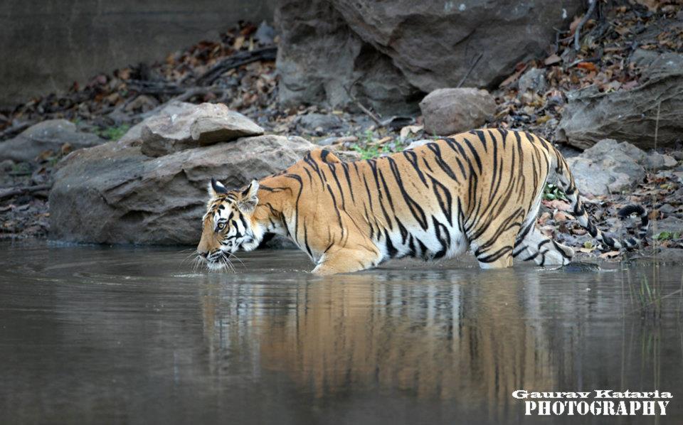 Every tiger has a story
Charger, B2, Bamera, Kankati, Spotty, Rajbehra, Damdama, Patiya, Bhim, Dotty, Bamera, and Laxmi are some of the tigers at Bandhavgarh. With the highest density of Tigers in India – ‘Bandhavgarh’ is the wild life safaris destination this Summer. Perfect weather to spot these big cats with their cubs near water holes all around the park.
Join Asian Adventures Tiger Tour this May 22- 28 May. There is a tiger boom with many cubs in Bandhavgarh this season, do not miss out on their stories from the locals.
E- info@asianadventures.in