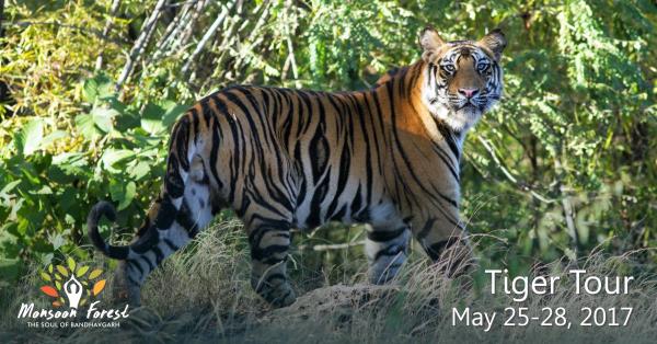 The wonders of nature are in plenty in Bandhavgarh, and with tiger cub boom, it is time for you to enjoy every aspect of the beauty of the places around! If you love wildlife and anything associated with it, then head for Monsoon forest, Bandhavgarh. Join the Tiger Tour this May 25-28, for an exciting Wildlife holiday. Indulge in nature walks, village, fort and temple visits, photography, safaris, view the regions amazing wildlife, including the new tigresses and their cubs.
E- info@asiansdventures.in