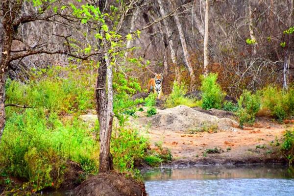 Can you spot the Tiger? Spot it live! Book a Jungle Safari at Nagarahole Tiger Reserve, Karnataka @ just ₹1, 200 per ticket. Call 9900160570