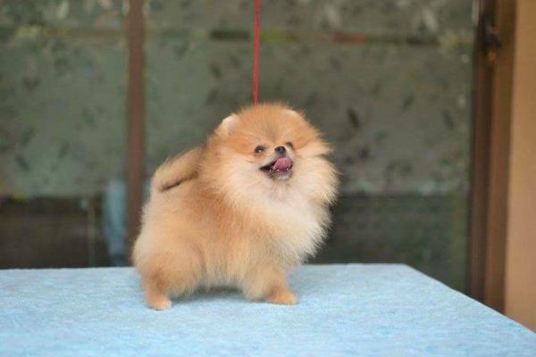 Mini Pomerian sat Ammus Pets a