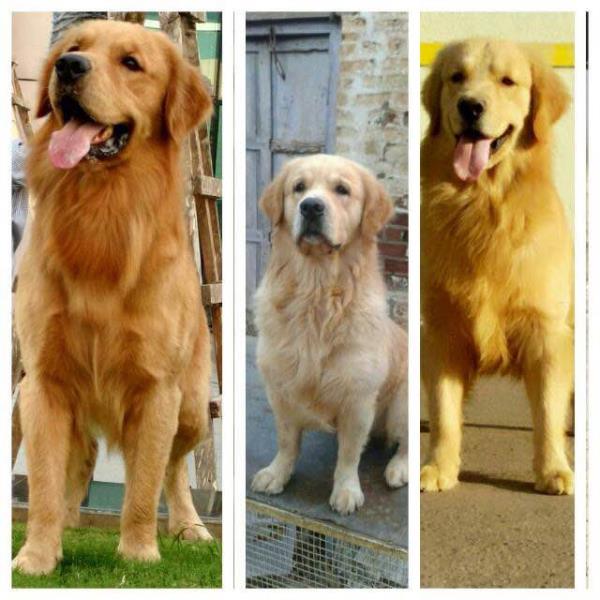 Golden retriever puppies at Am
